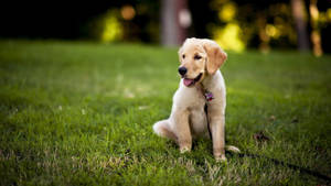 Brown Labrador Portrait Wallpaper