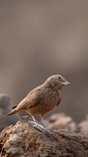 Brown Larkon Rocky Ground Wallpaper