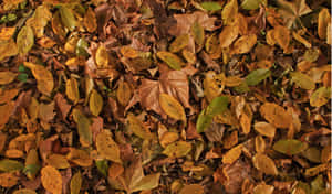 Brown Leaves 1920 X 1131 Wallpaper Wallpaper