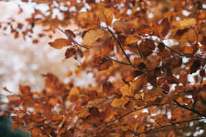 Brown Leaves 3861 X 2574 Wallpaper Wallpaper