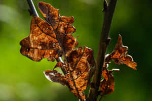 Brown Leaves Covering The Forest Ground Wallpaper