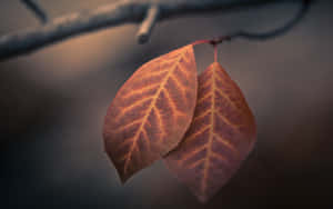 Brown Leaves On An Autumn Day Wallpaper