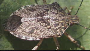 Brown_ Marmorated_ Stink_ Bug_ Closeup.jpg Wallpaper