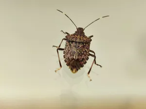 Brown Marmorated Stink Bugon Neutral Background Wallpaper