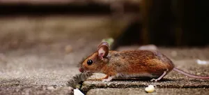 Brown Mouse Outdoors Wallpaper