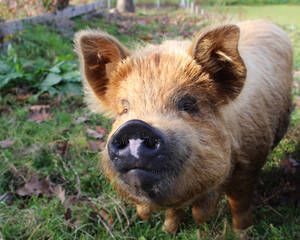 Brown Pig With Black Snout Wallpaper