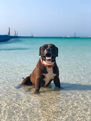 Brown Pitbull On The Beach Wallpaper