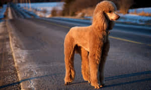 Brown Poodle Dog Cute Animal Crossing Wallpaper