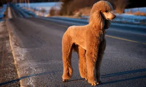 Brown Poodle Dog Cute Animal Crossing Wallpaper