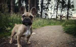 Brown Puppy Cute Animal Crossing Forest Wallpaper