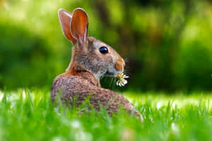 Brown Rabbit Holding Flower.jpg Wallpaper