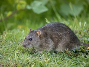 Brown Ratin Grass.jpg Wallpaper