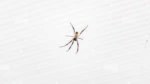 Brown Recluse Spider Close-up Image Wallpaper