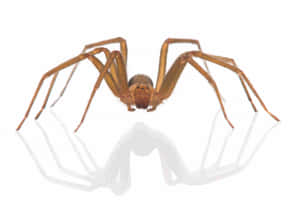 Brown Recluse Spider Up Close Wallpaper