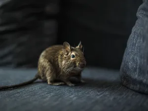 Brown Rodenton Textured Fabric Wallpaper