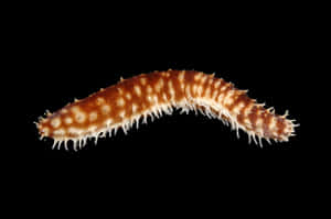 Brown Sea Cucumber Black Background Wallpaper