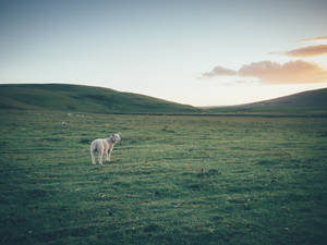 Brown Sheep In Wide Land Wallpaper