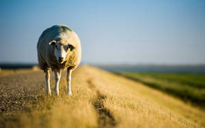 Brown Sheep On A Field Wallpaper