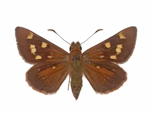 Brown Skipper Butterfly Isolated Wallpaper