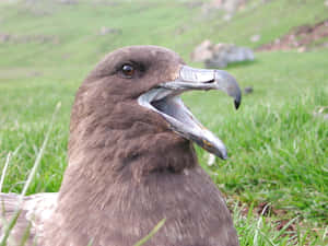 Brown Skua Grassy Habitat.jpg Wallpaper