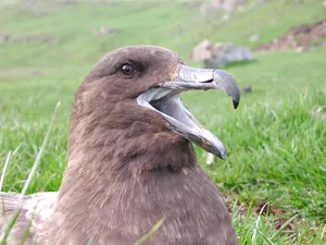 Brown Skua Grassy Habitat.jpg Wallpaper