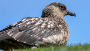 Brown Skua Profile Wallpaper