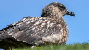 Brown Skua Profile Wallpaper