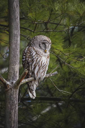 Brown Sleeping Owl Beautiful Birds Wallpaper