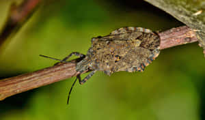 Brown Stink Bug Nymphon Branch.jpg Wallpaper