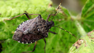 Brown Stink Bug On Green Leaf.jpg Wallpaper