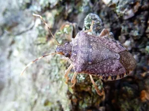 Brown Stink Bug On Tree Bark.jpg Wallpaper