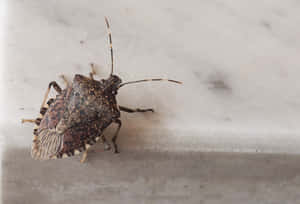 Brown Stink Bugon Surface Wallpaper