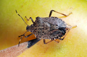 Brown Stink Bugon Yellow Surface Wallpaper