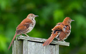 Brown Thrasher Perched On A Branch Wallpaper