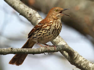 Brown Thrasher Perched On A Branch Wallpaper