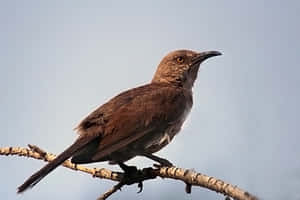 Brown Thrasher Perched On A Tree Branch Wallpaper