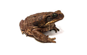 Brown True Toad White Background Wallpaper