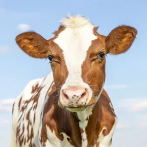 Brown White Calf Against Blue Sky Wallpaper