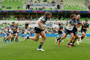 Brumbies Grazing In The Wild Wallpaper