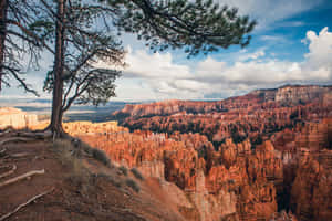 Bryce Canyon National Park Hoodoos Overlooked By A Tree Wallpaper