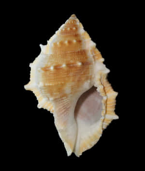 Buccinidae Whelk Shellon Black Background Wallpaper