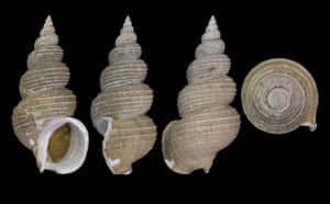 Buccinidae Whelk Shells Variety Wallpaper