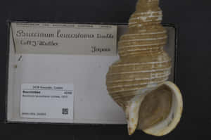 Buccinum Leucostoma Specimen Wallpaper