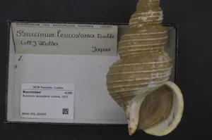 Buccinum Leucostoma Specimen Wallpaper