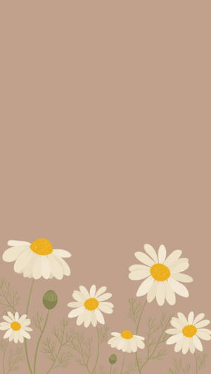 Buds And Full Bloom Daisy Iphone Wallpaper