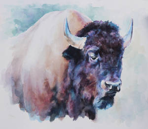 Buffalo Watercolor Painting Wallpaper