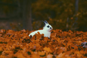 Bugs Bunny Shows Off His Autumn Style Wallpaper