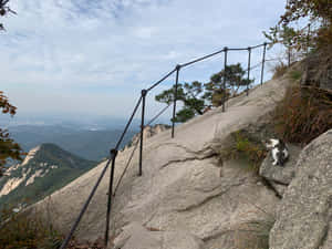 Bukhansan Mountain Trail Cat Wallpaper