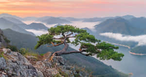 Bukhansan National Park Pine Tree Over Misty Mountains Wallpaper