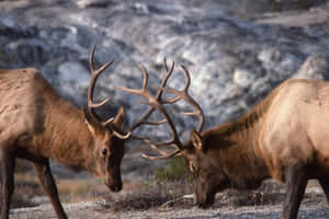 Bull Elk Confrontation Riverbank Wallpaper